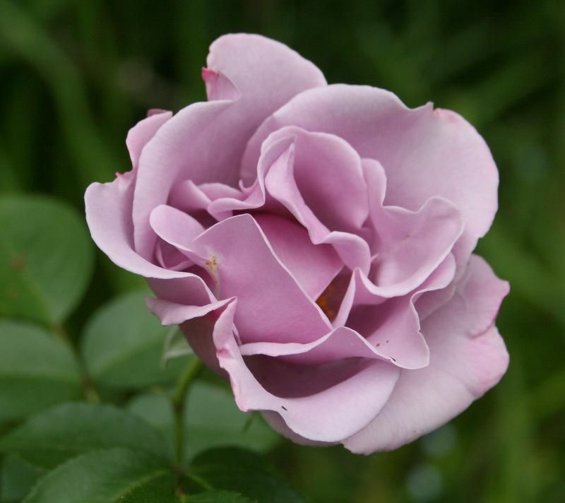 Photo of Rose (Rosa 'Blueberry Hill') uploaded by Calif_Sue
