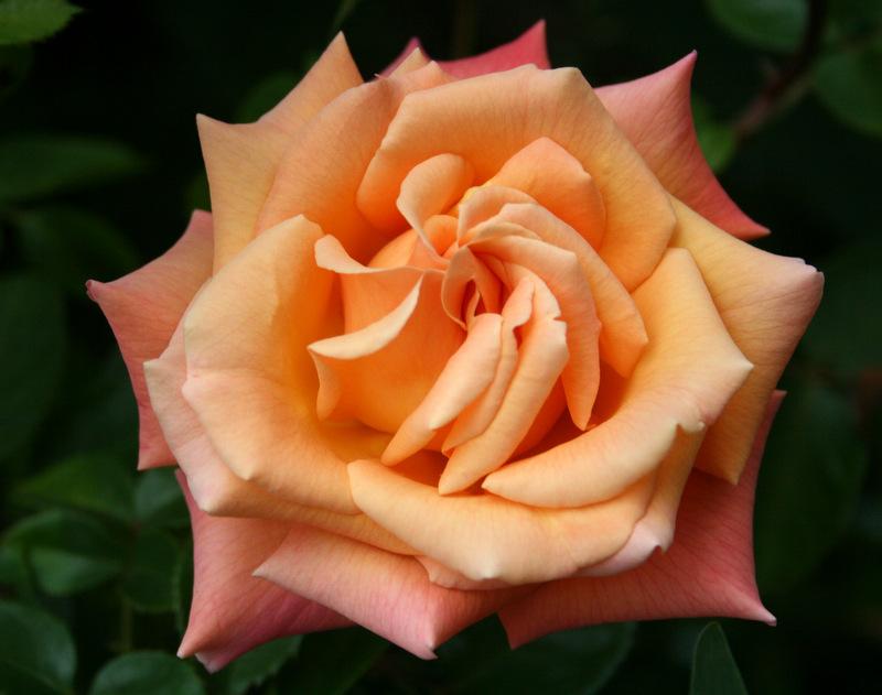 Photo of Rose (Rosa 'Hot Romance') uploaded by Calif_Sue