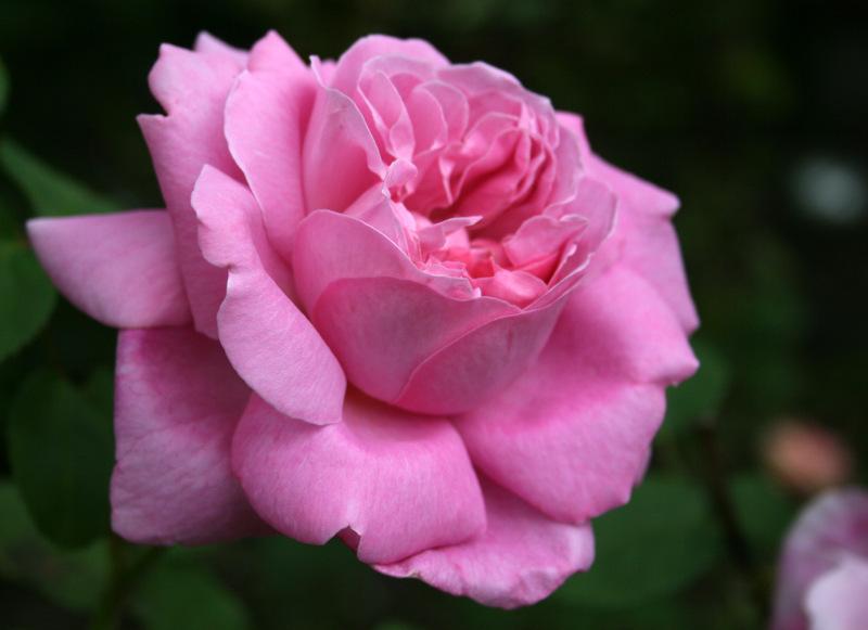 Photo of Rose (Rosa 'Mary Rose') uploaded by Calif_Sue