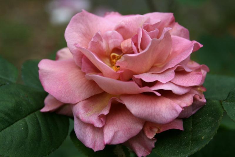 Photo of Rose (Rosa 'Nimbus') uploaded by Calif_Sue