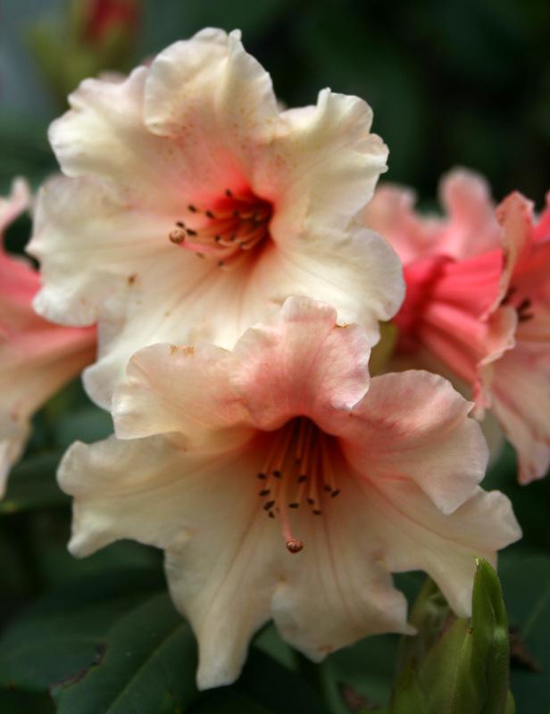 Photo of Rhododendron 'C.I.S' uploaded by Calif_Sue