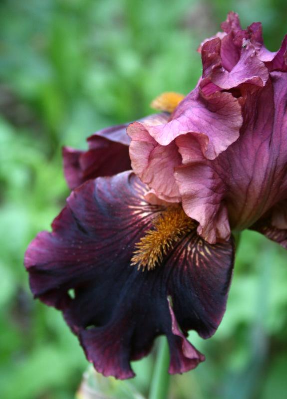 Photo of Tall Bearded Iris (Iris 'Smoky Shadows') uploaded by Calif_Sue