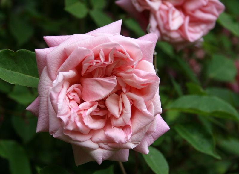 Photo of Rose (Rosa 'Georgetown Tea') uploaded by Calif_Sue