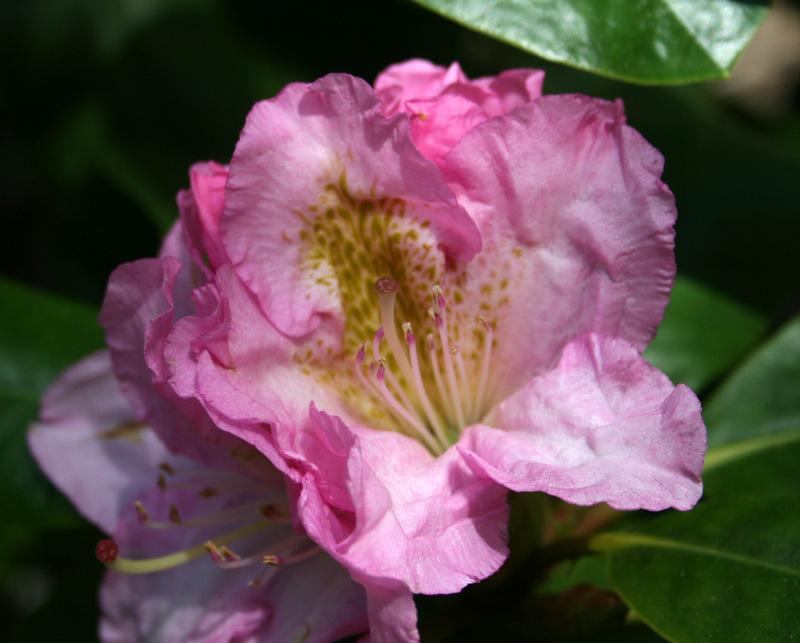 Photo of Dexter Rhododendron (Rhododendron 'Scintillation') uploaded by Calif_Sue