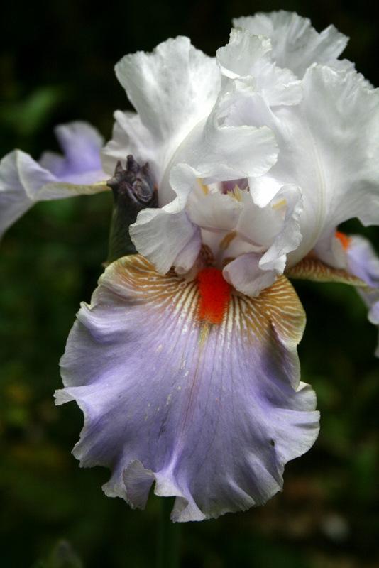 Photo of Tall Bearded Iris (Iris 'Flying Down to Rio') uploaded by Calif_Sue
