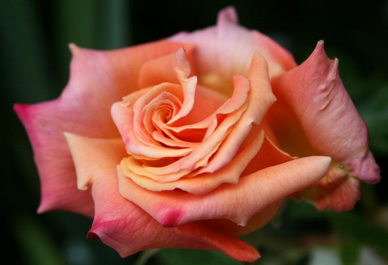Photo of Rose (Rosa 'Hot Romance') uploaded by Calif_Sue