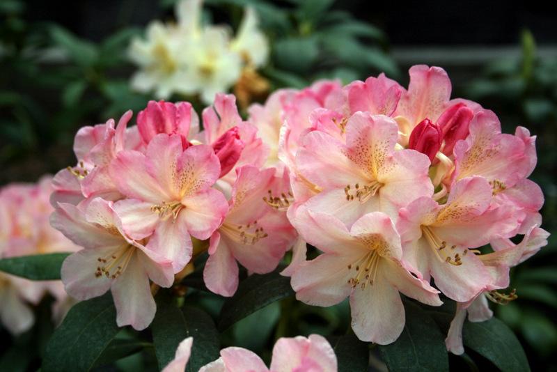 Photo of Rhododendron 'Percy Wiseman' uploaded by Calif_Sue