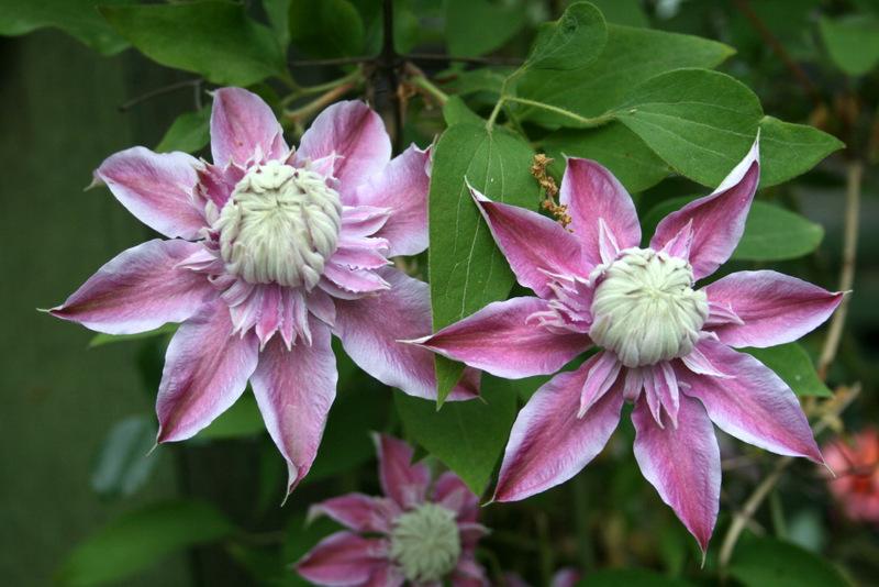 Photo of Clematis Josephine™ uploaded by Calif_Sue