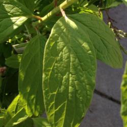 Location: Denver Metro CO
Date: 2013-04-26
Shows the long leaf rather than the heart-shaped leaf most lilacs
