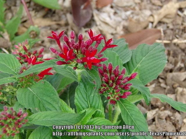 Photo of Star Flower (Pentas lanceolata) uploaded by TexasPlumeria87