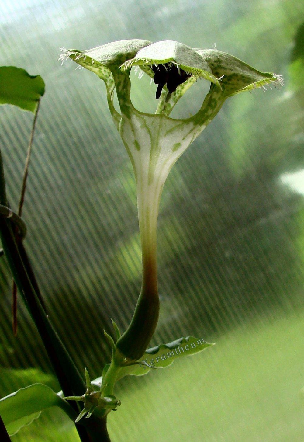 Photo of Parachute Plant (Ceropegia sandersonii) uploaded by Xeramtheum