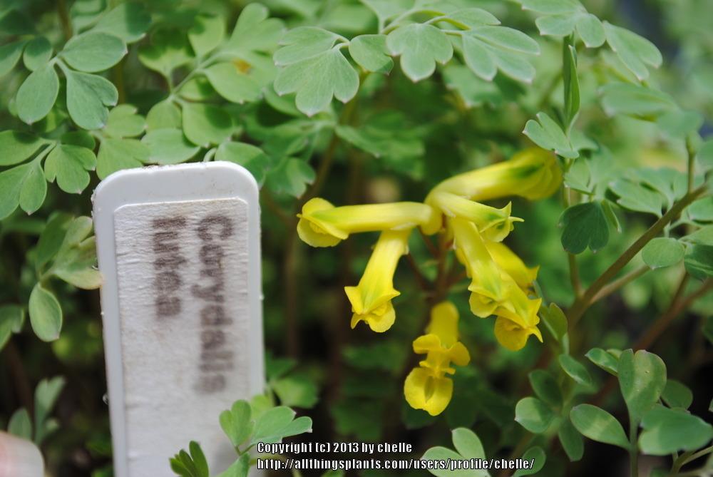 Photo of Yellow Corydalis (Pseudofumaria lutea) uploaded by chelle
