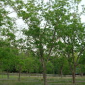 All the pecan trees you see in the photo are 30 yrs. old.