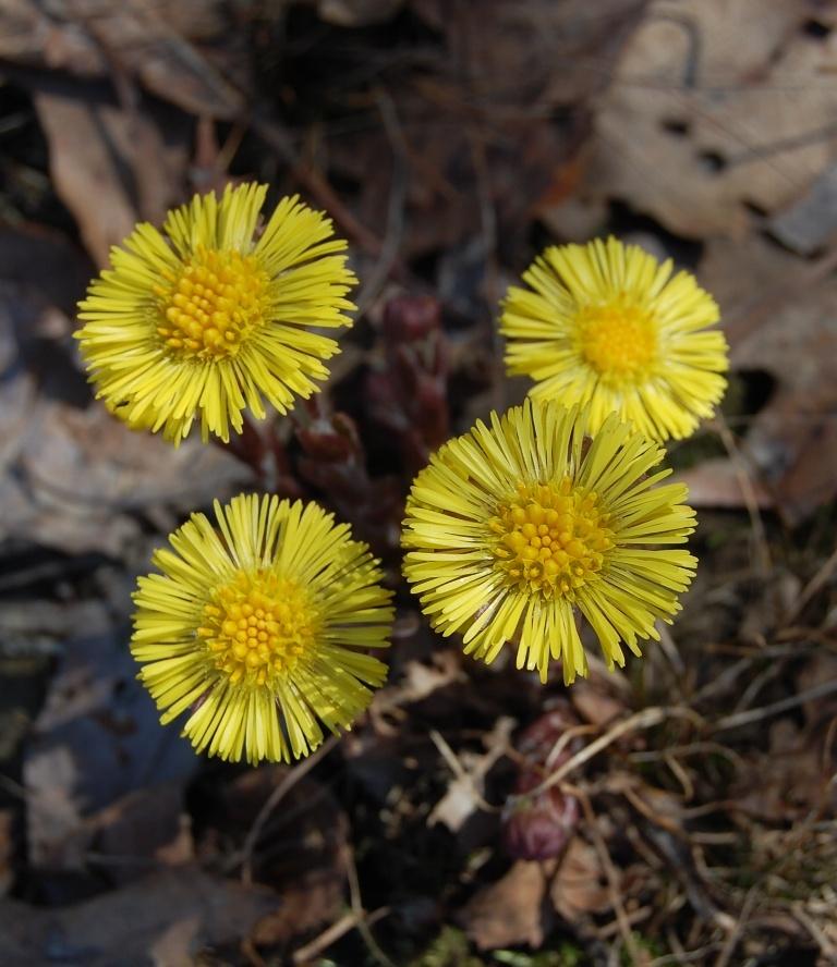 Photo of Coltsfoot (Tussilago farfara) uploaded by pixie62560