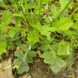 Location: Northeastern, Texas
Date: 2013-04-25
Basal leaves grow low to the ground