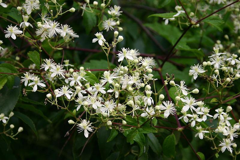 Photo of American Virgin's Bower (Clematis virginiana) uploaded by Calif_Sue