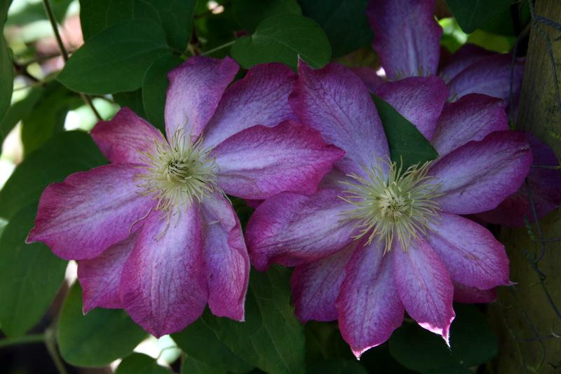 Photo of Clematis 'Asao' uploaded by Calif_Sue