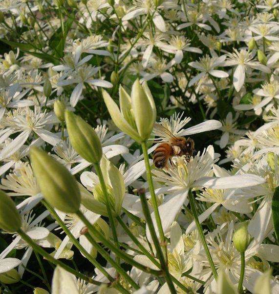 Photo of Sweet Autumn Clematis (Clematis terniflora) uploaded by Calif_Sue