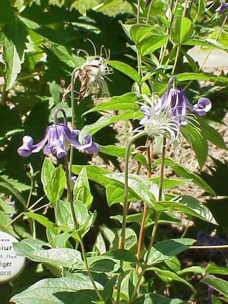 Photo of Clematis (Clematis integrifolia) uploaded by Calif_Sue
