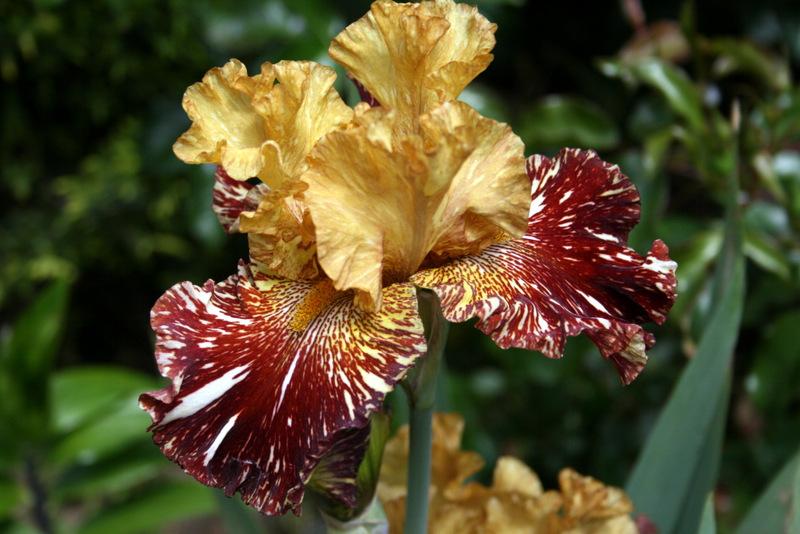 Photo of Tall Bearded Iris (Iris 'Spiced Tiger') uploaded by Calif_Sue