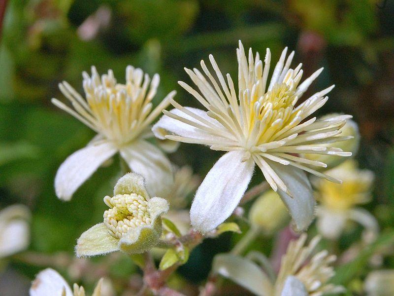 Photo of Clematis (Clematis vitalba) uploaded by Calif_Sue