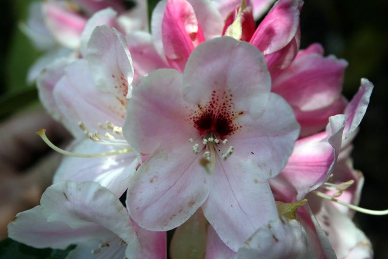 Photo of Rhododendron 'Platinum Pearl' uploaded by Calif_Sue