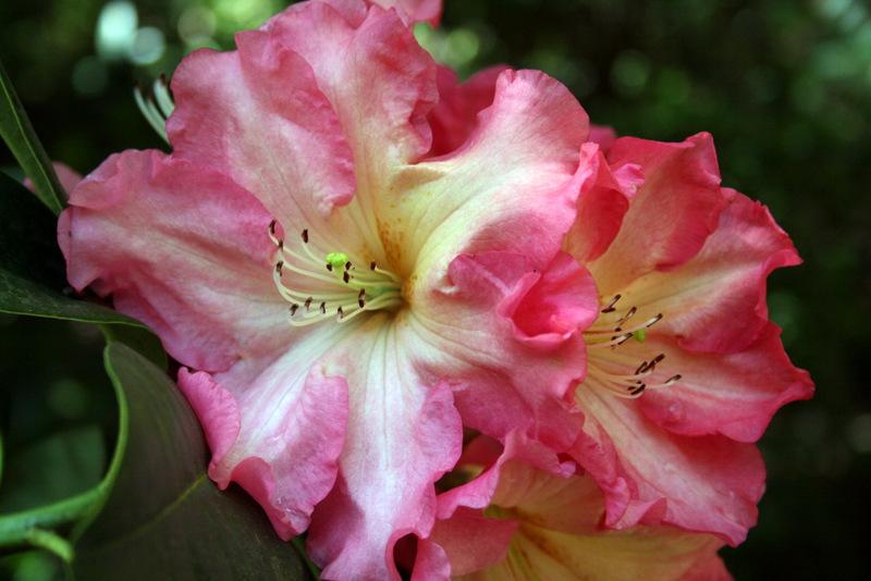 Photo of Rhododendron 'Naselle' uploaded by Calif_Sue