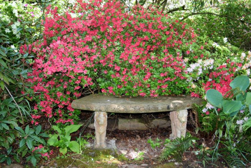 Photo of Rhododendrons (Rhododendron) uploaded by Calif_Sue