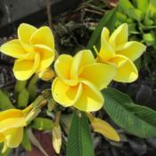 This brilliant yellow Plumeria also has an outstanding scent.