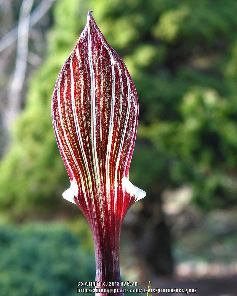Photo of Japanese Cobra Lily (Arisaema sikokianum) uploaded by eclayne