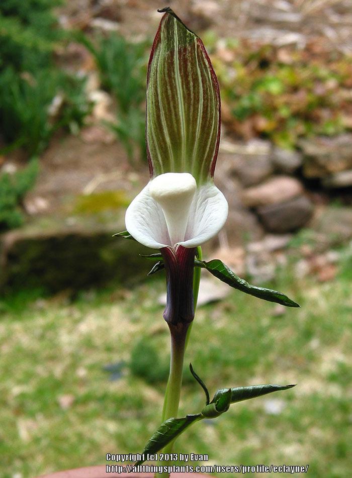 Photo of Japanese Cobra Lily (Arisaema sikokianum) uploaded by eclayne