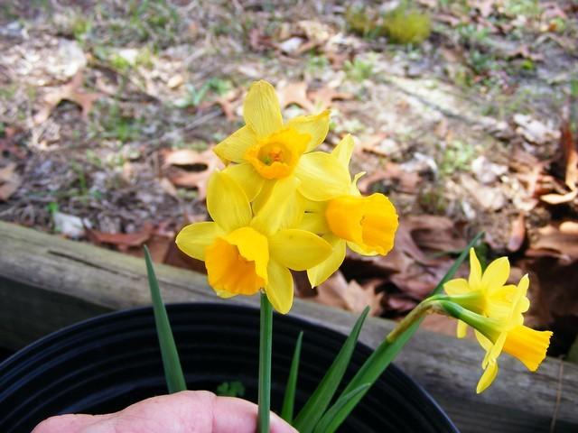 Photo of Daffodils (Narcissus) uploaded by gingin