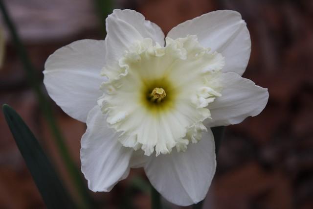 Photo of Daffodils (Narcissus) uploaded by gingin