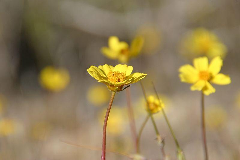 Photo of Coreopsis californica uploaded by robertduval14