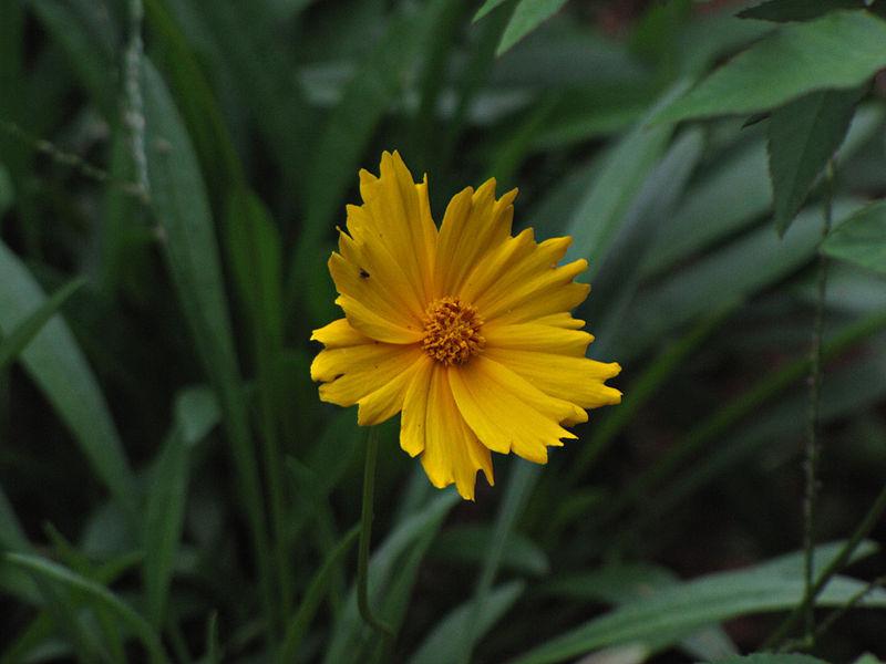 Photo of Lobed Tickseed (Coreopsis auriculata) uploaded by robertduval14