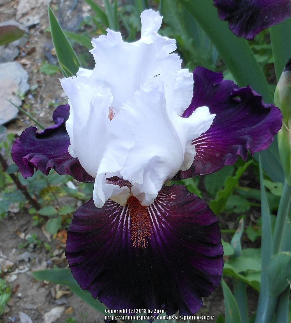 Photo of Tall Bearded Iris (Iris 'Starring') uploaded by zuzu