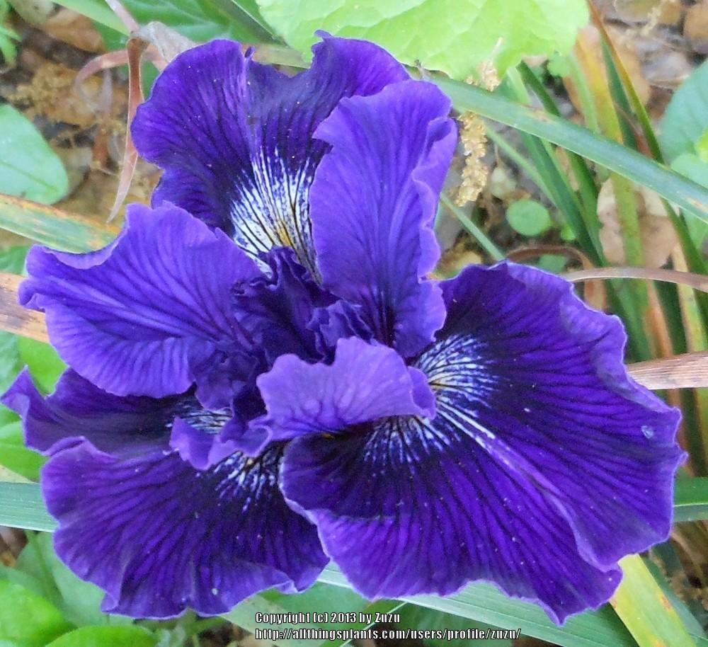 Photo of Pacific Coast Iris (Iris 'Deep Blue Sea') uploaded by zuzu