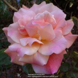 Location: In my Northern California garden
Date: 2013-04-26