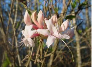 Photo of Coastal Azalea (Rhododendron atlanticum) uploaded by Calif_Sue