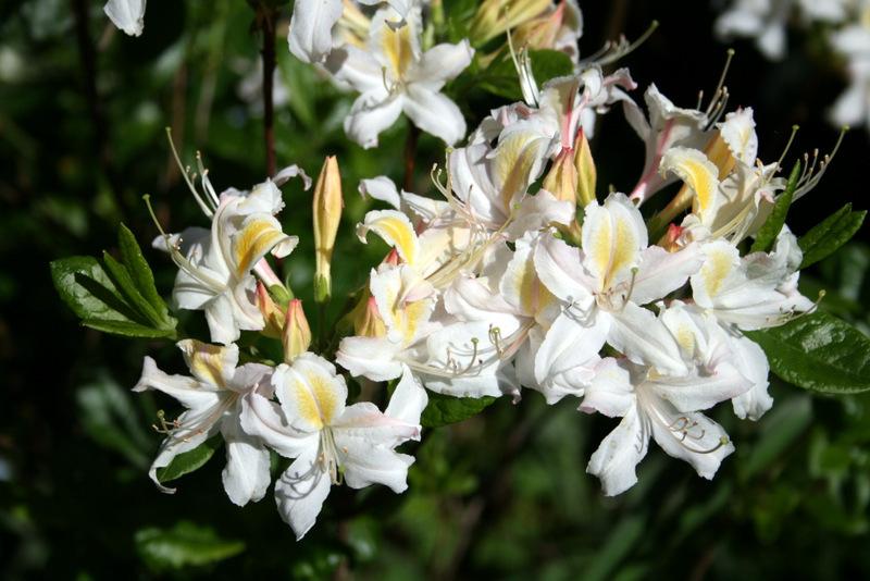 Photo of Azalea (Rhododendron 'Northern Hi-lights') uploaded by Calif_Sue