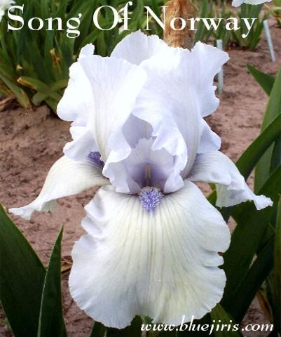 Photo of Tall Bearded Iris (Iris 'Song of Norway') uploaded by Calif_Sue