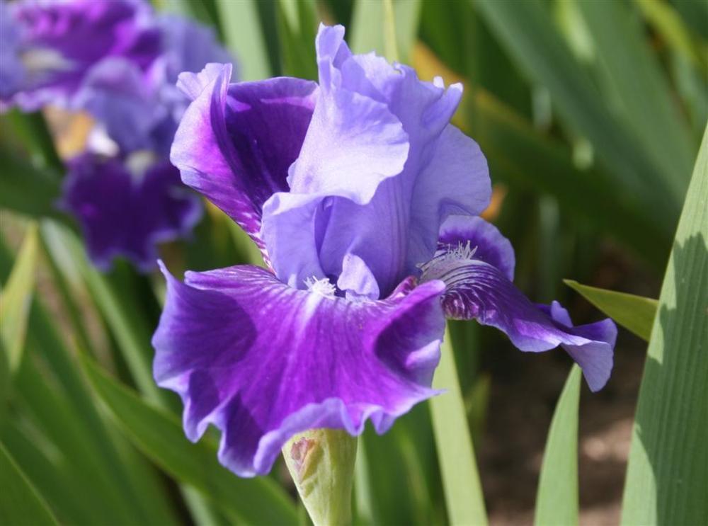 Photo of Intermediate Bearded Iris (Iris 'Twilight Delight') uploaded by KentPfeiffer