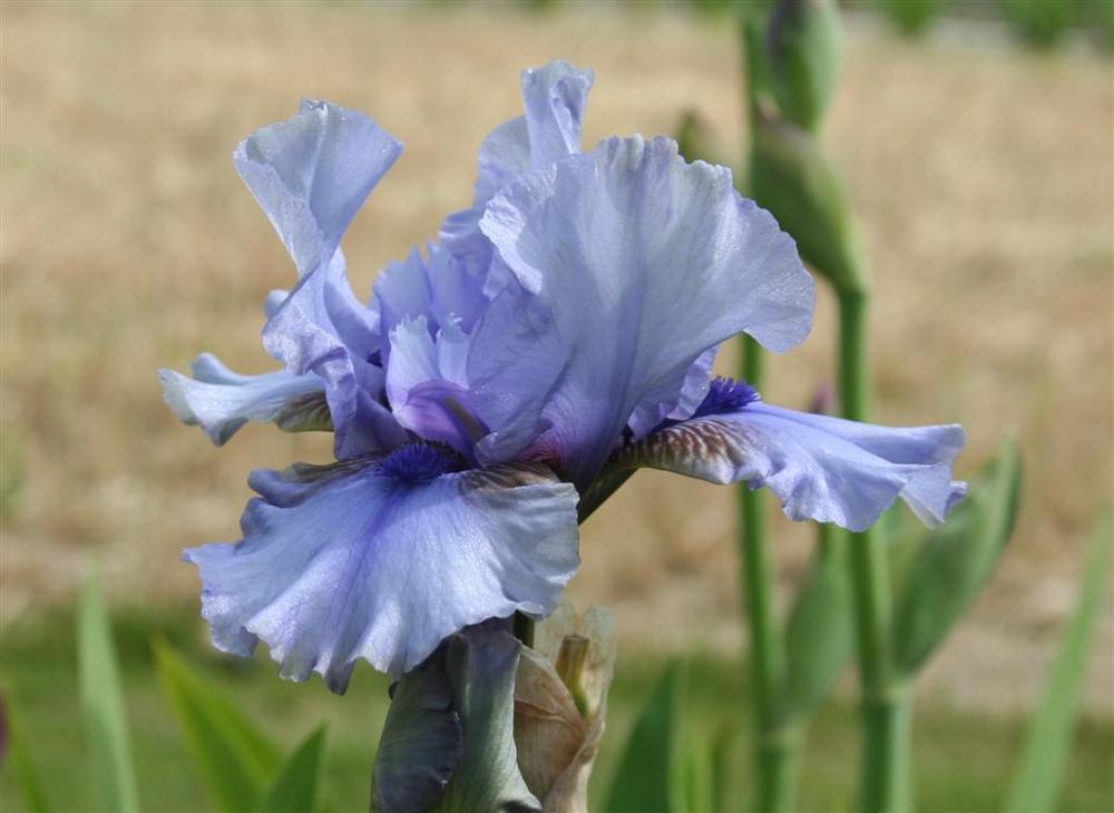 Photo of Intermediate Bearded Iris (Iris 'Threatening') uploaded by KentPfeiffer