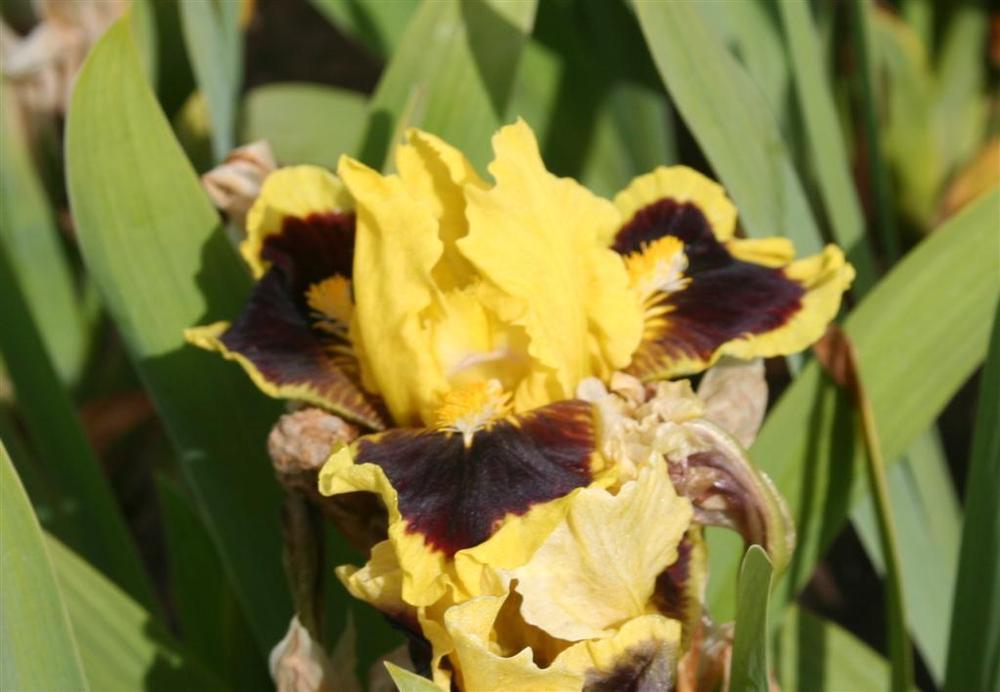 Photo of Standard Dwarf Bearded Iris (Iris 'Ultimate') uploaded by KentPfeiffer