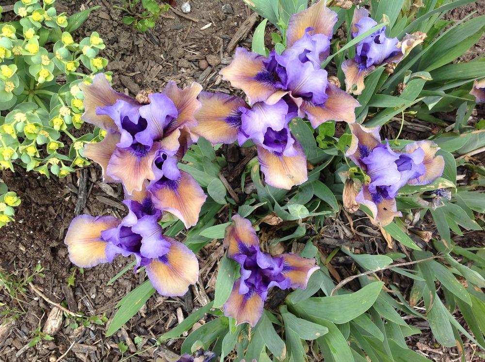 Photo of Standard Dwarf Bearded Iris (Iris 'Blueberry Tart') uploaded by Lilydaydreamer