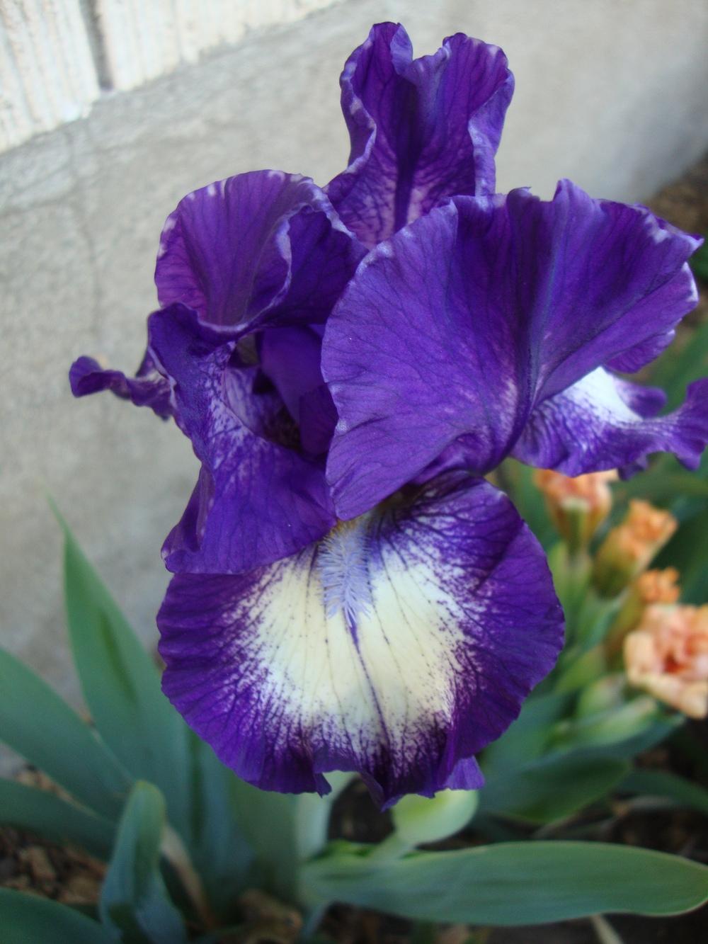 Photo of Intermediate Bearded Iris (Iris 'Starwoman') uploaded by Paul2032