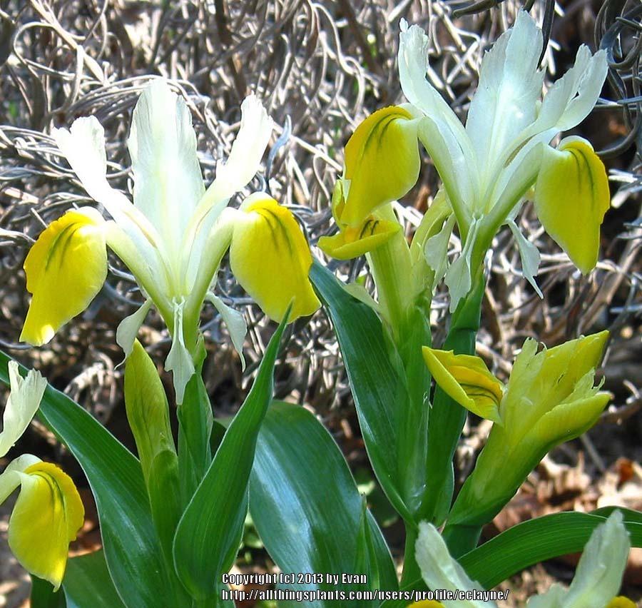 Photo of Juno Iris (Iris bucharica) uploaded by eclayne