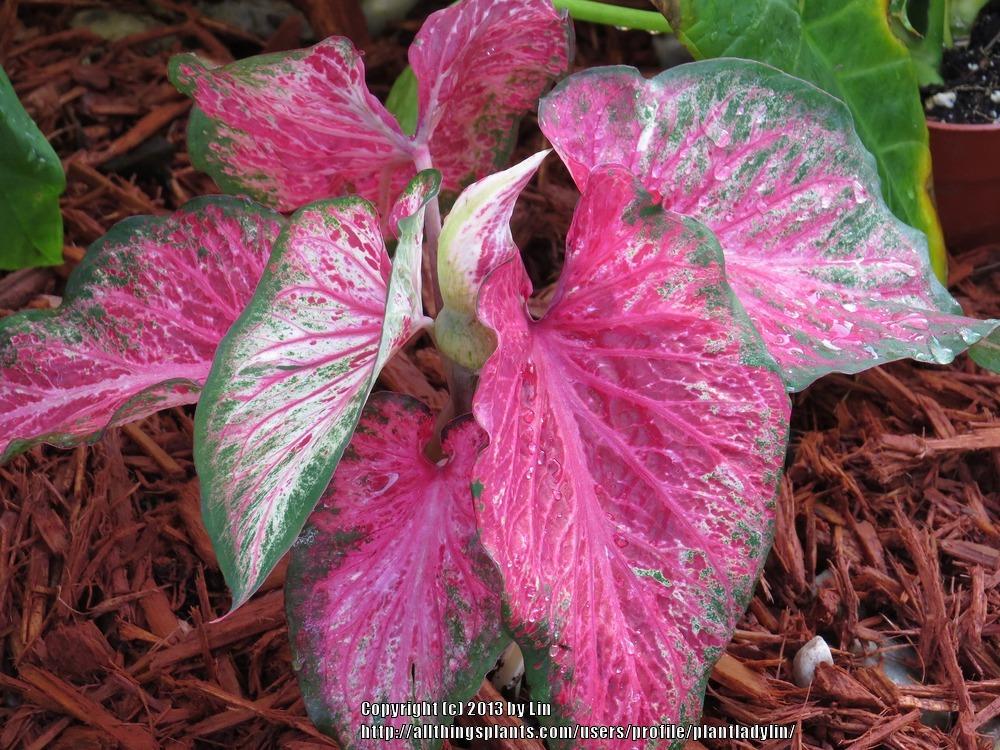 Photo of Strap-Leaf Caladium (Caladium Heart to Heart™ Blushing Bride) uploaded by plantladylin