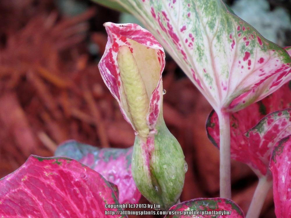 Photo of Strap-Leaf Caladium (Caladium Heart to Heart™ Blushing Bride) uploaded by plantladylin