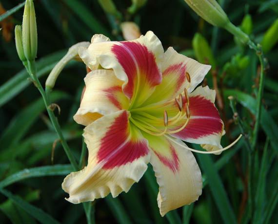 Photo of Daylily (Hemerocallis 'Patricia Snider Memorial') uploaded by shive1